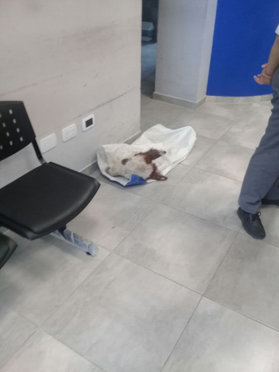 Llevó la cabeza de un ternero a la fiscalía cansada del cuatrerismo en su chacra