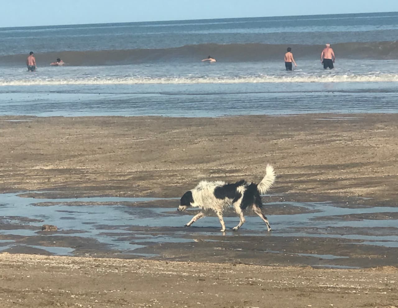 Está prohibido estar con mascotas en los balnearios de la zona