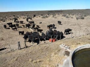 Continuarán los procesos erosivos en los distritos de Patagones y Villarino asegura el INTA