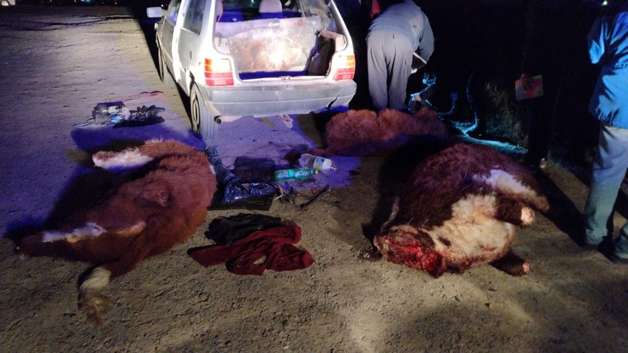 Robaron tres terneros y los trasladaron en un Fiat Uno, hay dos detenidos