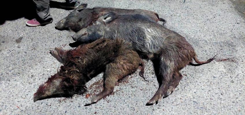 Tres jabalíes faenados fueron secuestrados por la policía y posteriormente los incineraron
