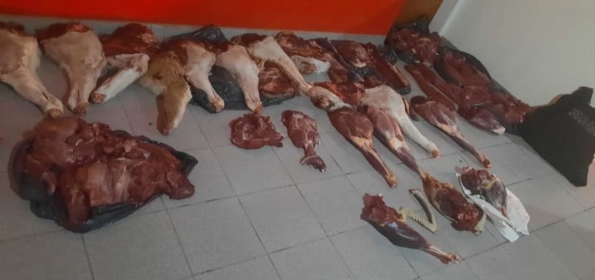 La policía secuestró carne de guanaco, cordero y un choique en San Antonio Oeste y Paso Córdoba