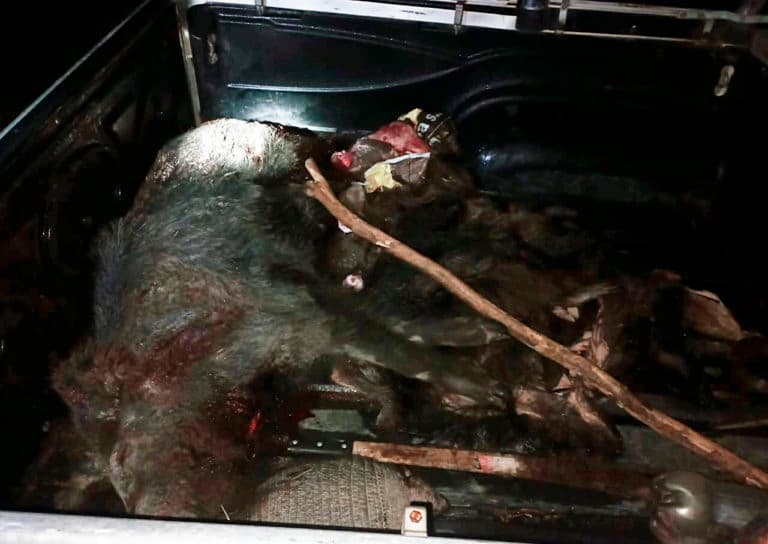 Salieron a cazar jabalí, pero fueron detenidos por la policía que les secuestró el animal y las armas