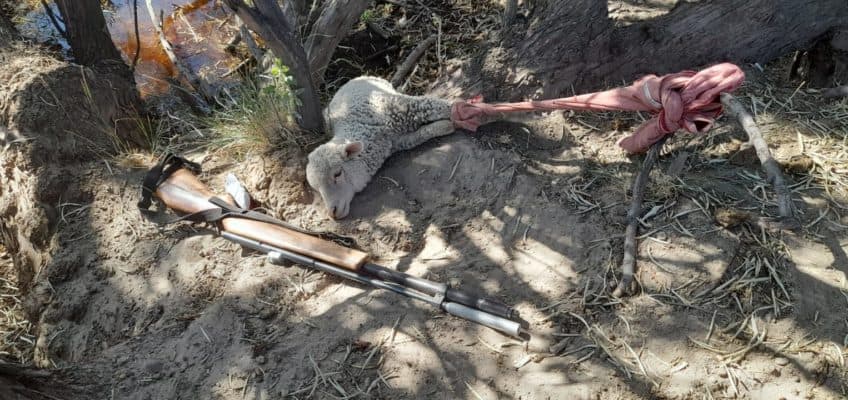 Detienen a cuatro hombres que estaban robando animales en un campo