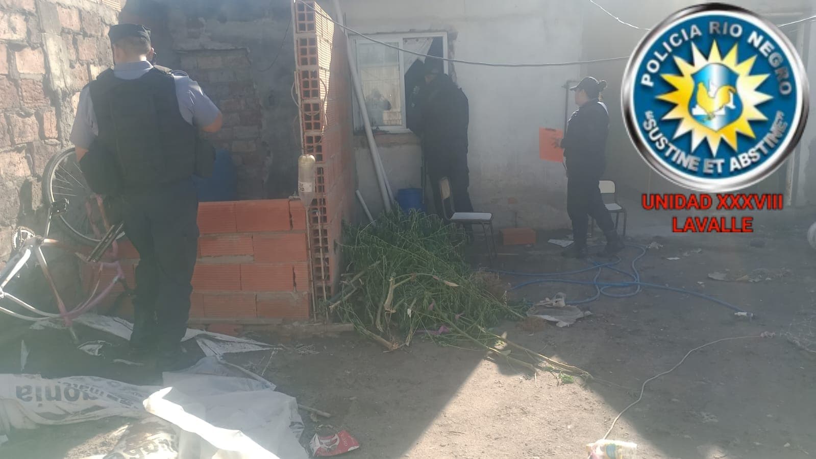 Secuestras nueve plantas de marihuana Allanamiento con secuestro de elementos y plantas de cannabis en Viedma