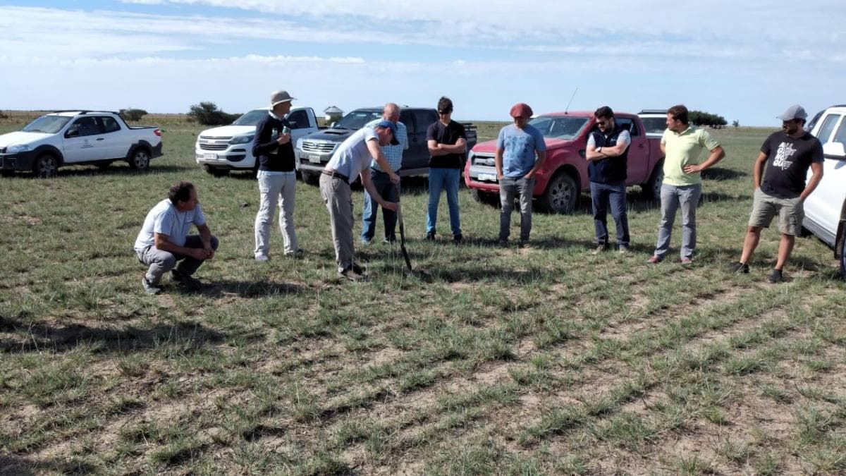 El agropiro mostró un muy buen desempeño con capacidad de producir forraje verde luego de las lluvias en la zona