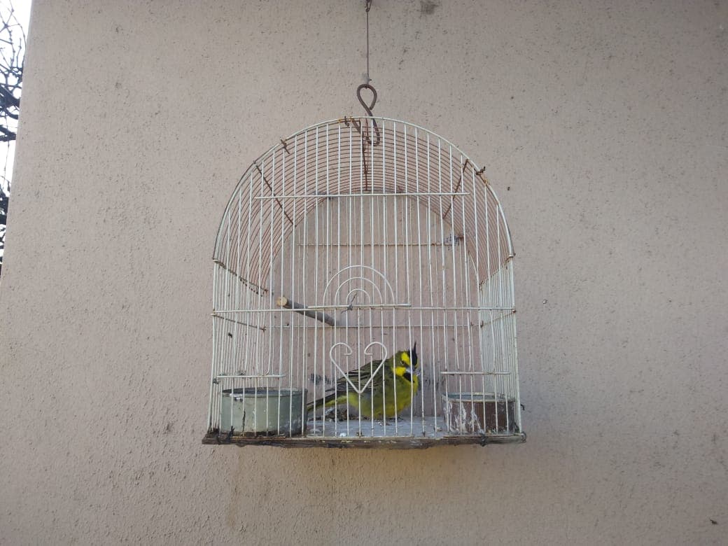 Infracciones y secuestros por nuevos casos de tenencia ilegal de aves