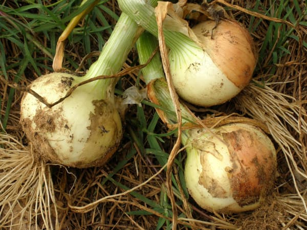 En crisis está la producción de la cebolla por el mal tiempo y el bajo precio
