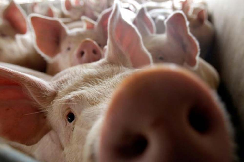 Suspenden el ingreso de carne de cerdo