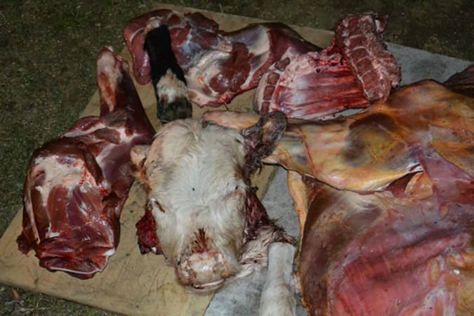 Piden cuatro años de prisión para tres imputados por el delito de abigeato