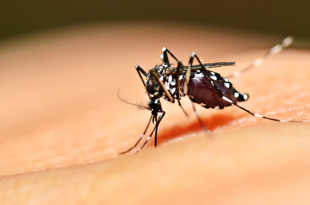 Una joven con dengue estuvo internada en el hospital de Patagones