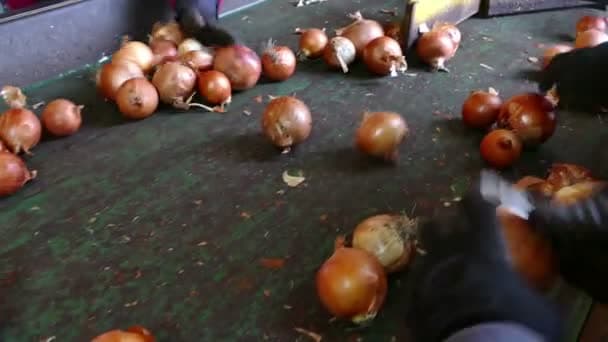 Trabajadora de la cebolla será indemnizada por un accidente en la cinta transportadora