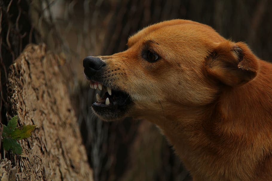 Se le escapó el perro y llevó por delante a una vecina, le impusieron una sanción