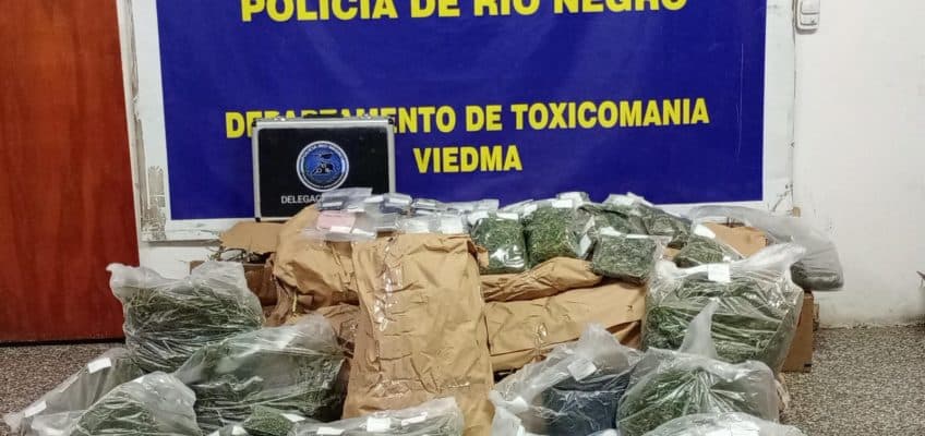 La policía encontró una huerta de marihuana en Viedma, hojas desmenuzadas y cogollos por un valor de 45 millones de pesos