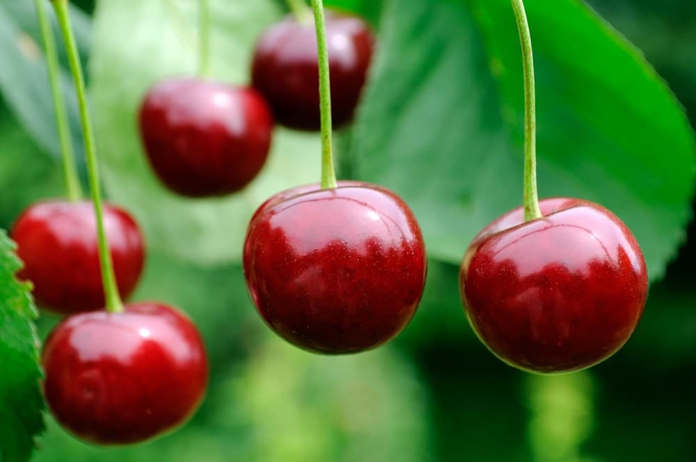 En la provincia se busca duplicar la implantación de cerezas en Río Negro