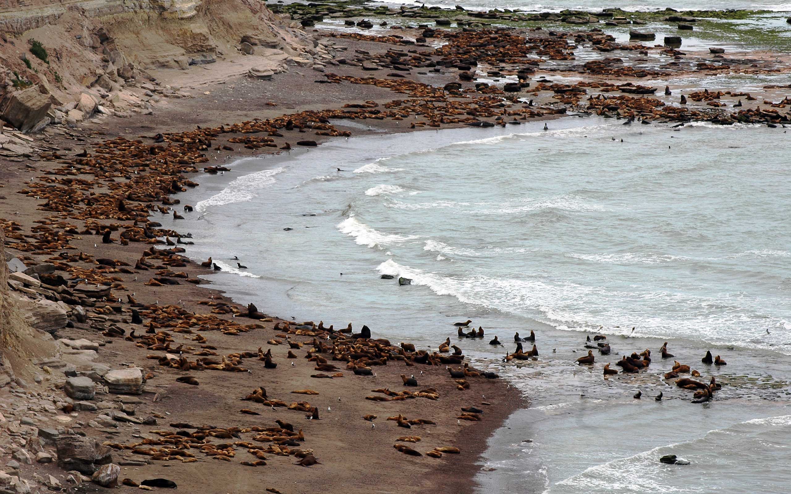 La Lobería tendrá una apertura controlada de sus playas