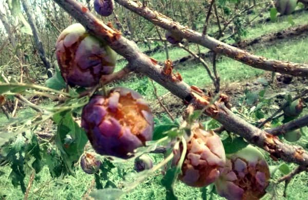 El granizo de este martes destruyó el 100% de las cosechas de algunas chacras de General Roca