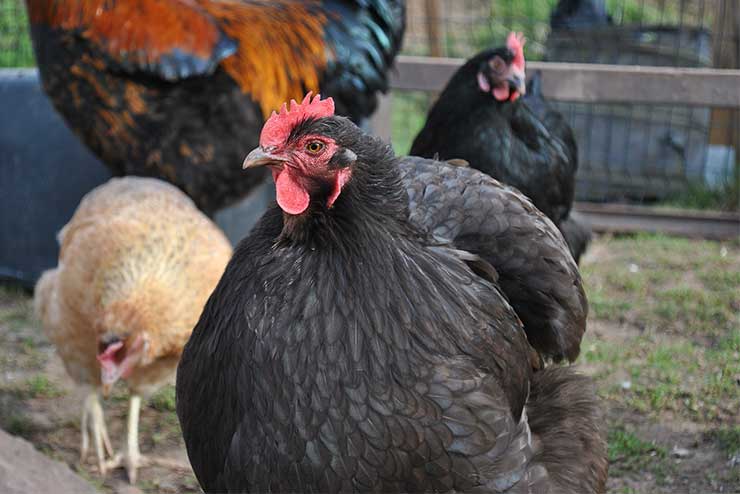 Un perro le mató a 50 gallinas y un gallo de exposición el dueño del can deberá hacerse cargo