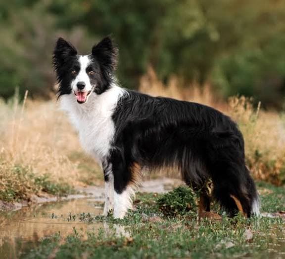 Su perro atacó a una vecina y ahora deberá enfrentar una causa penal