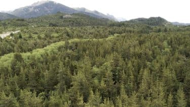 El Gobierno rionegrino deberá completar el Ordenamiento Territorial de Bosques Nativos