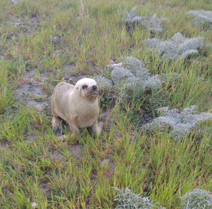 Encuentran un lobo marino a dos cuadras de la costanera de Viedma