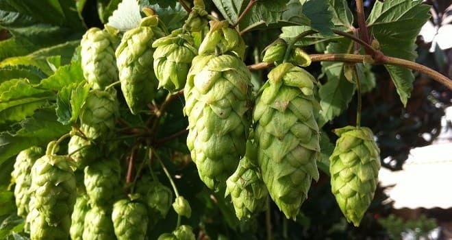 Mejoran la calidad del lúpulo cervecero con un subsidio de $1.000.000
