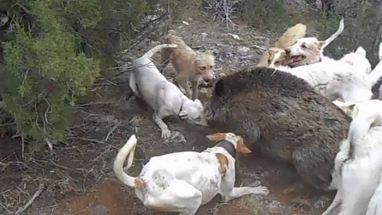 Quieren prohibir la caza de jabalí con perros