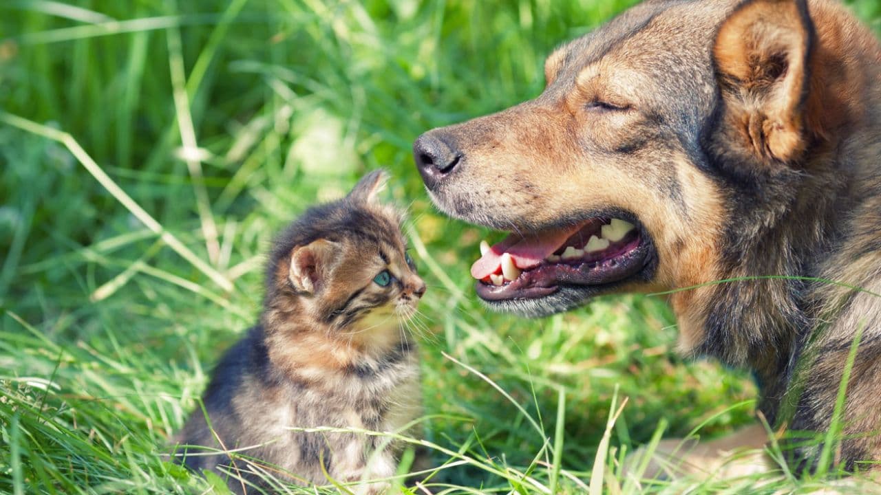 Presentan un proyecto de ley de protección y control de perros y gatos