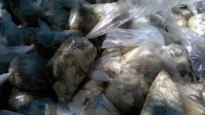 Decomisan 480 kilos de pulpa de ostras