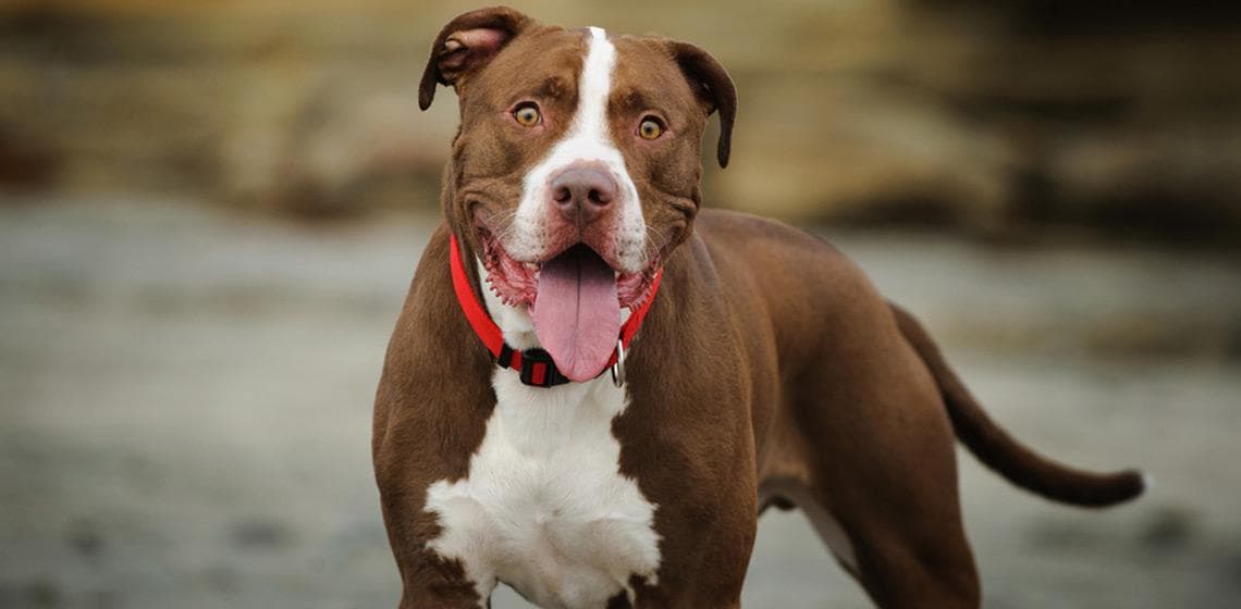 Condenaron al dueño de un pitbull que se escapó y mordió a un niño en el rostro