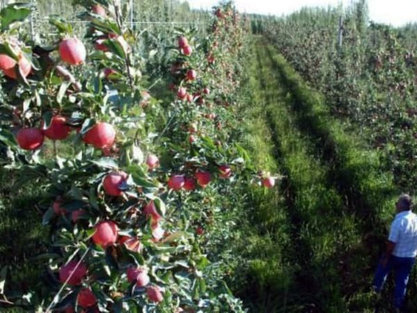 Productores y funcionarios rionegrinos se asesoran en Italia para mejorar la actividad frutícola