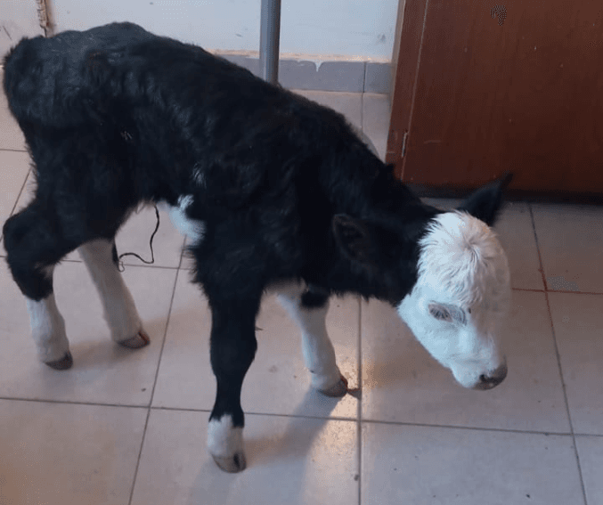 Jóvenes se paseaban con un ternero de dos días por las calles del barrio Lavalle, lo denunció un vecino