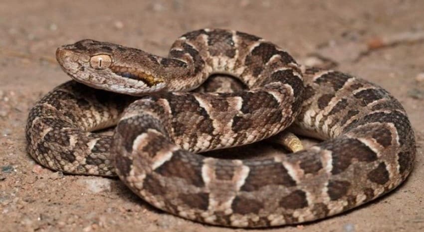 Se han hallado serpientes venenosas como Yarará y el departamento de Zoonosis pide tomar precauciones