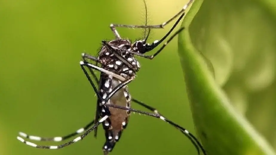 Hasta el momento, en la provincia no hubo hallazgos de mosquitos transmisores de los virus de Dengue, Chikungunya y Zika