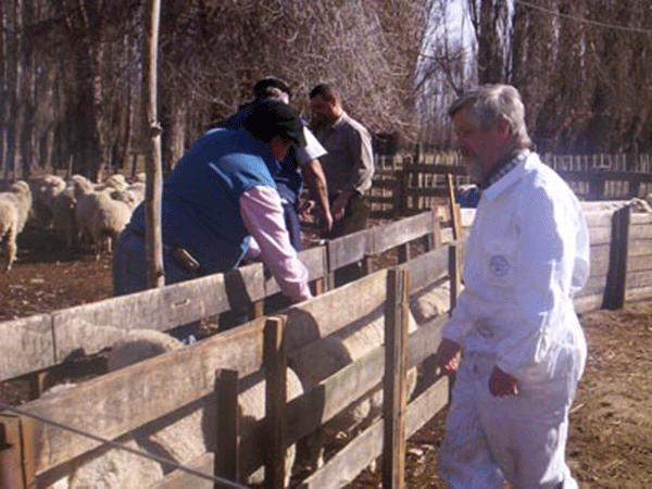 Más de 60 bovinos suestrados y faenados por orden del SENASA en un campo de Viedma vacunados contra la aftosa